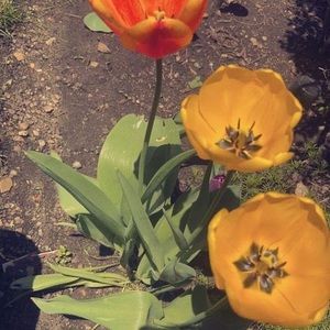 Meet your Posher, Tommy